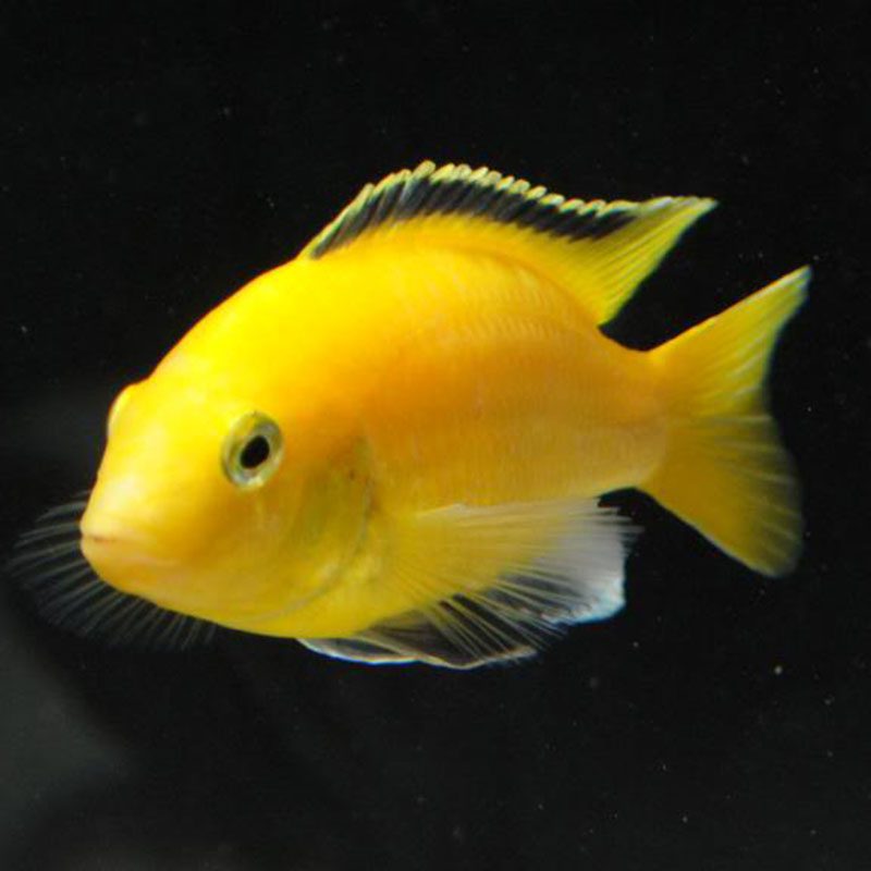 Freshwater Fish Treatment 800