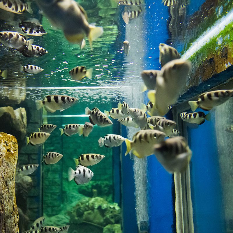 Maintenance 28219791 L 800