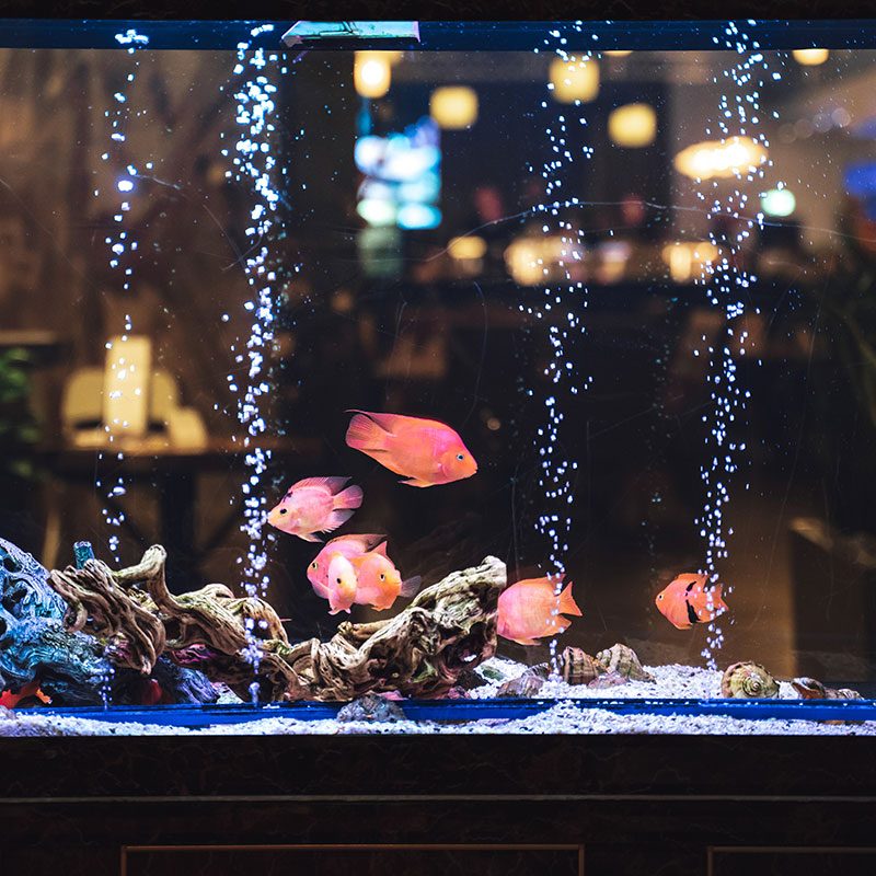 Reseals 147819624 L 800